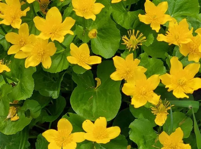 U Hanki בית נופש