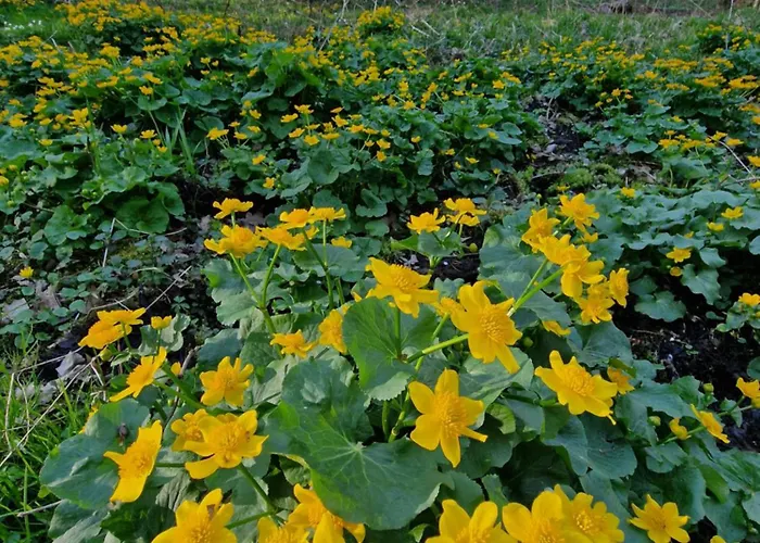 U Hanki בית נופש *